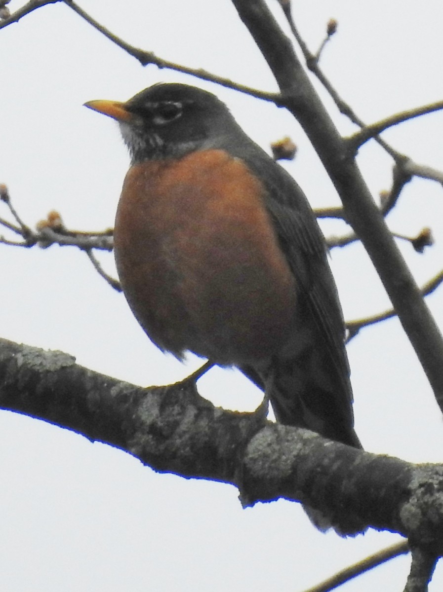 American Robin - ML153068681