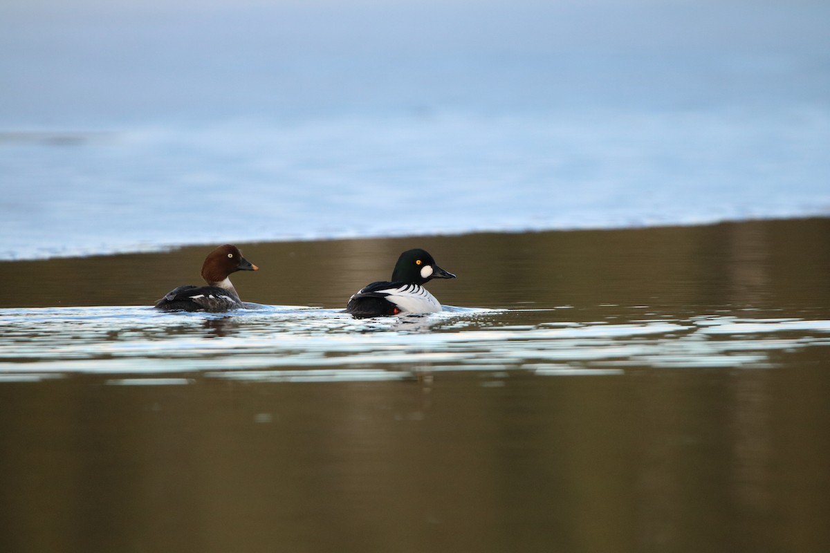 Common Goldeneye - ML153068731