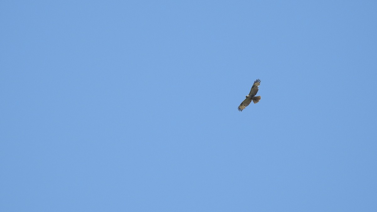 Eastern Buzzard - ML153068811