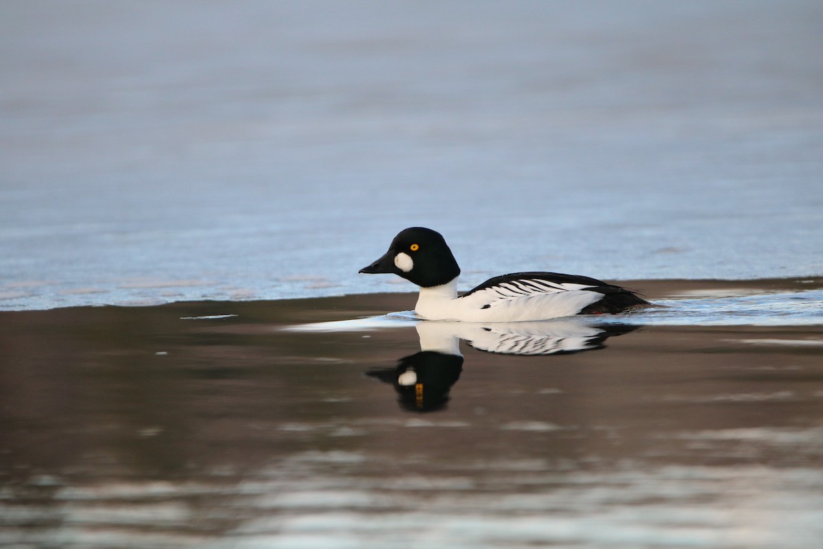 Common Goldeneye - ML153068891