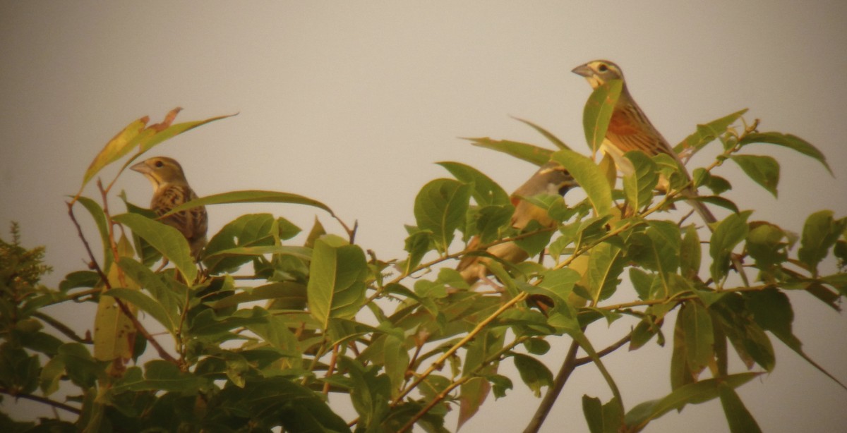 Dickcissel - ML153068911