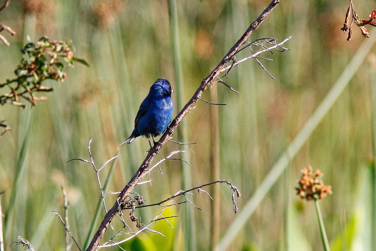 Indigo Bunting - ML153068921