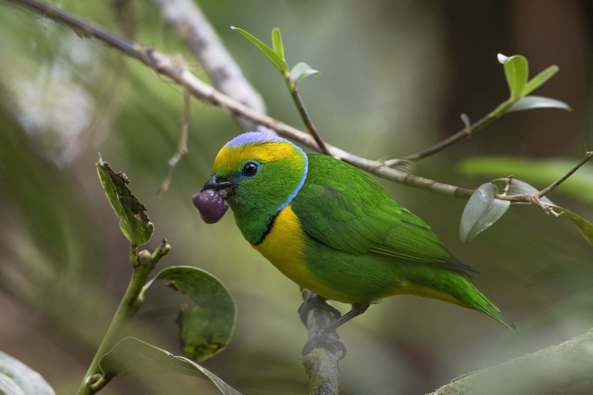 Golden-browed Chlorophonia - Guillermo Saborío Vega