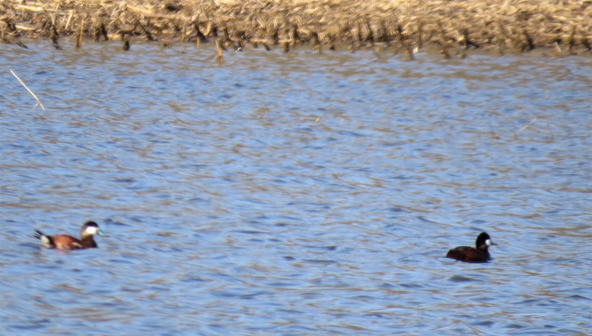 Ruddy Duck - ML153069091