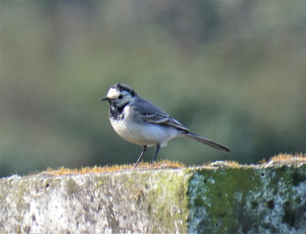 White Wagtail - ML153069101