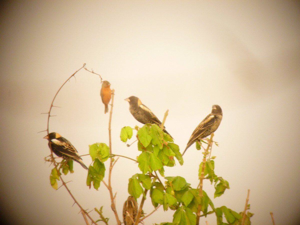 bobolink americký - ML153069121