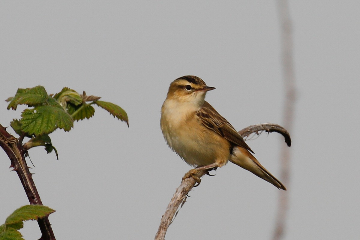 Sedge Warbler - ML153069301