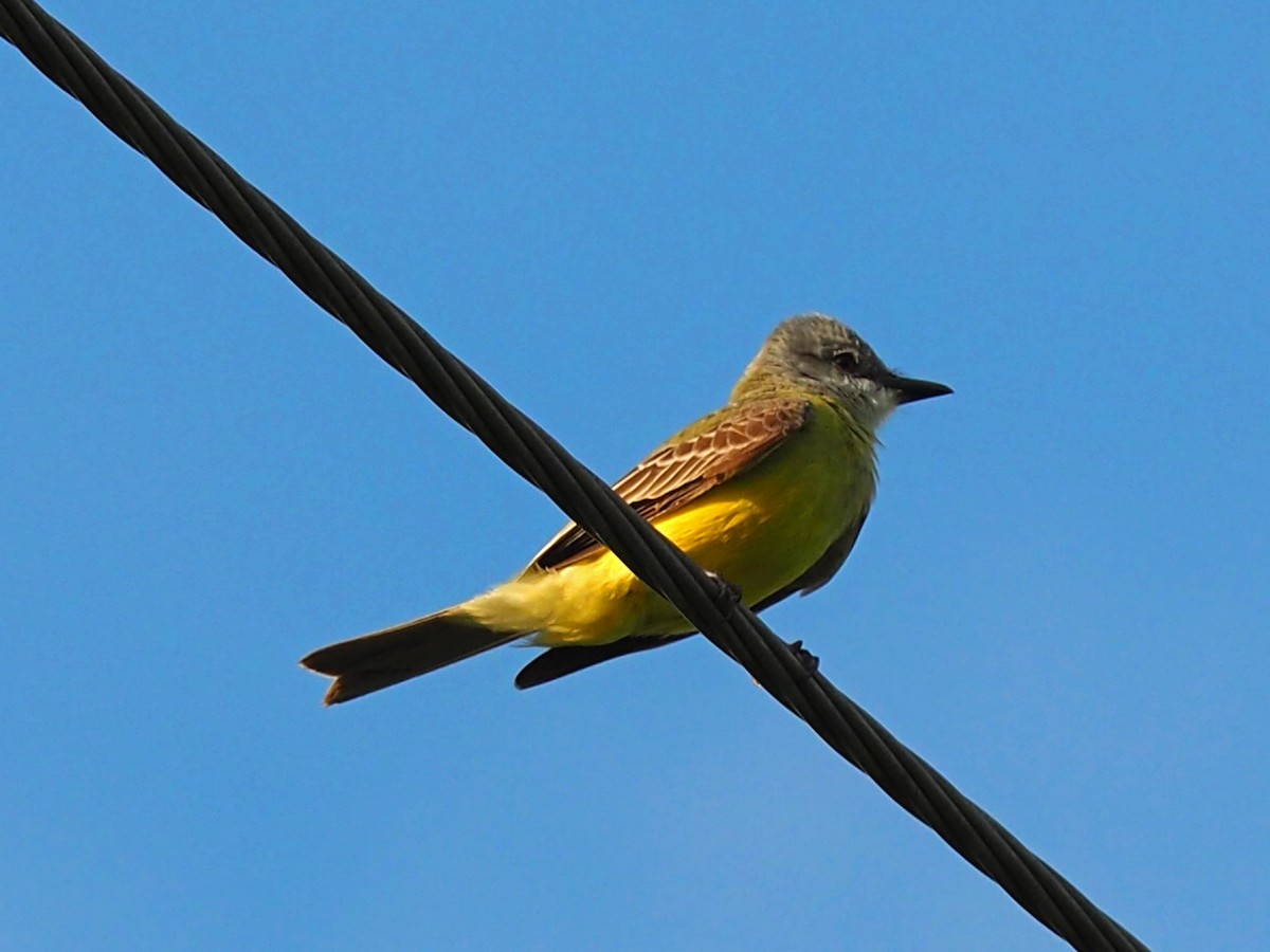 Couch's Kingbird - ML153069391