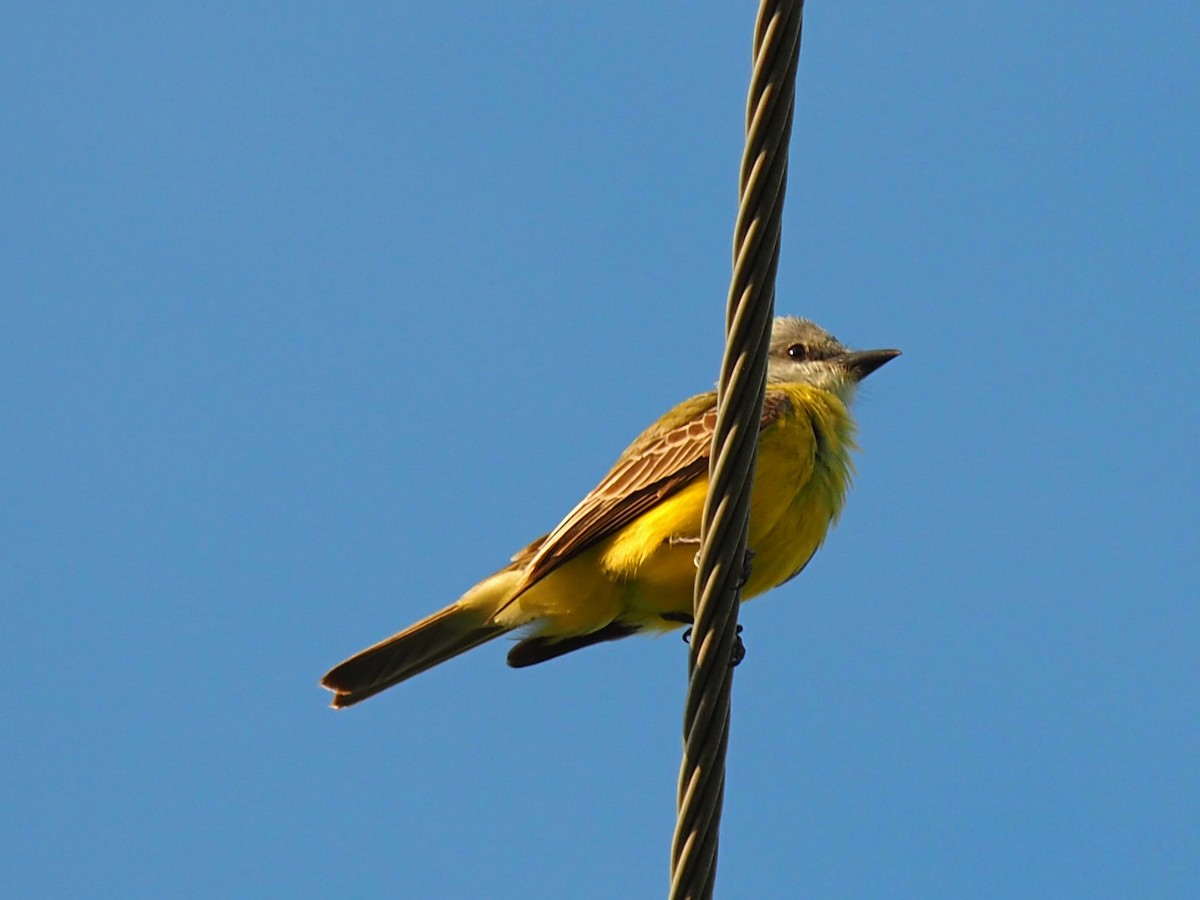 Couch's Kingbird - ML153069411