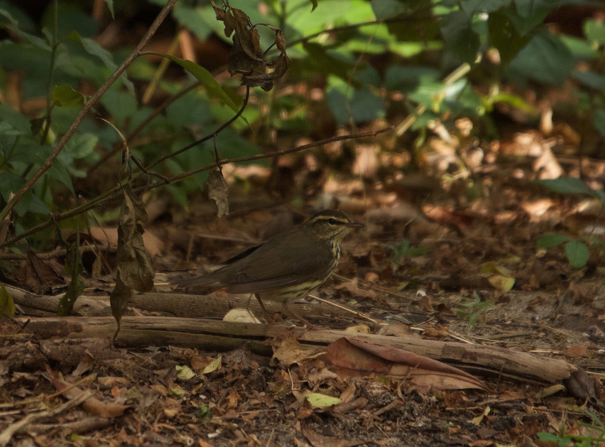 Northern Waterthrush - ML153069621