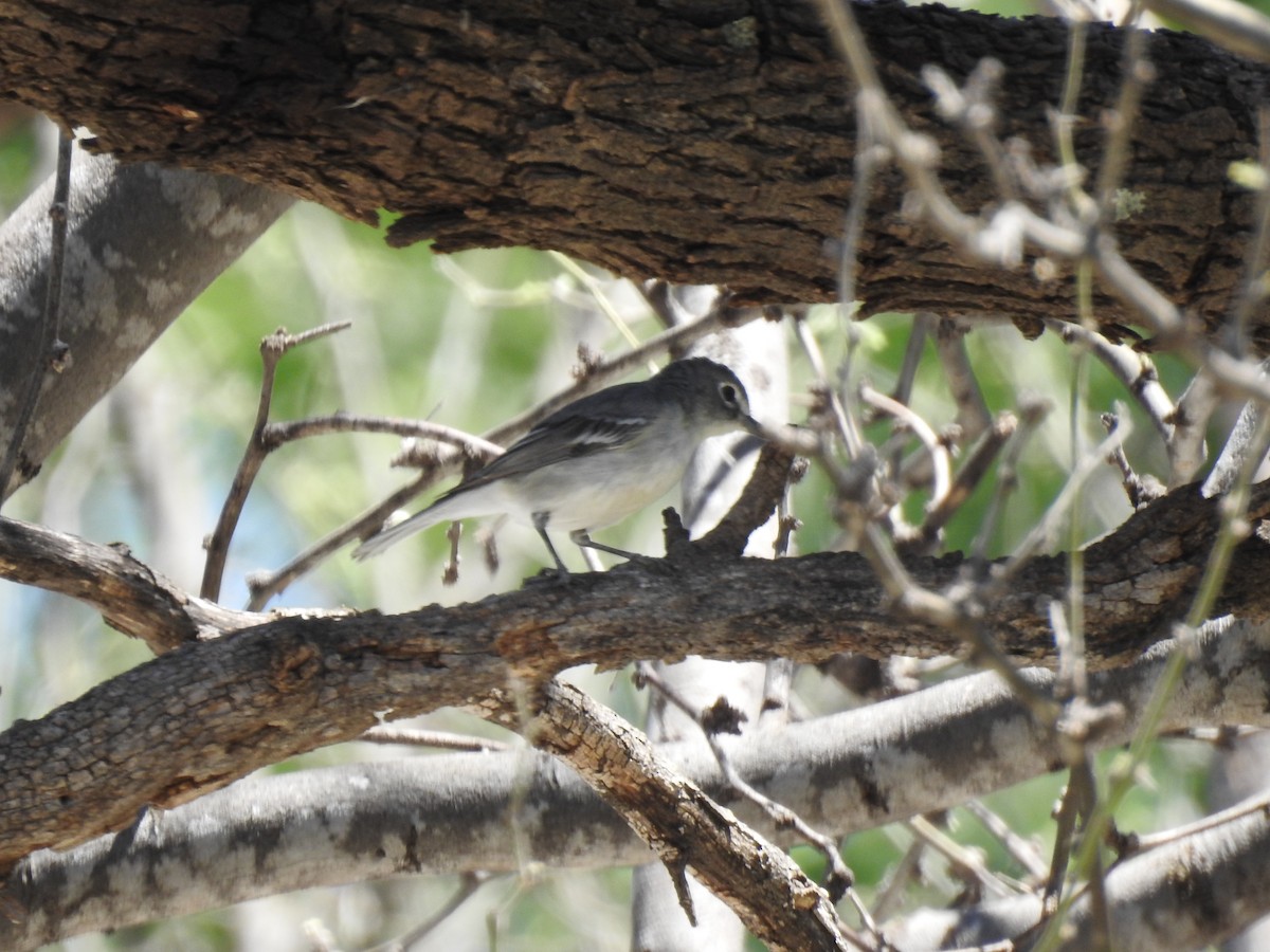 Plumbeous Vireo - ML153069751