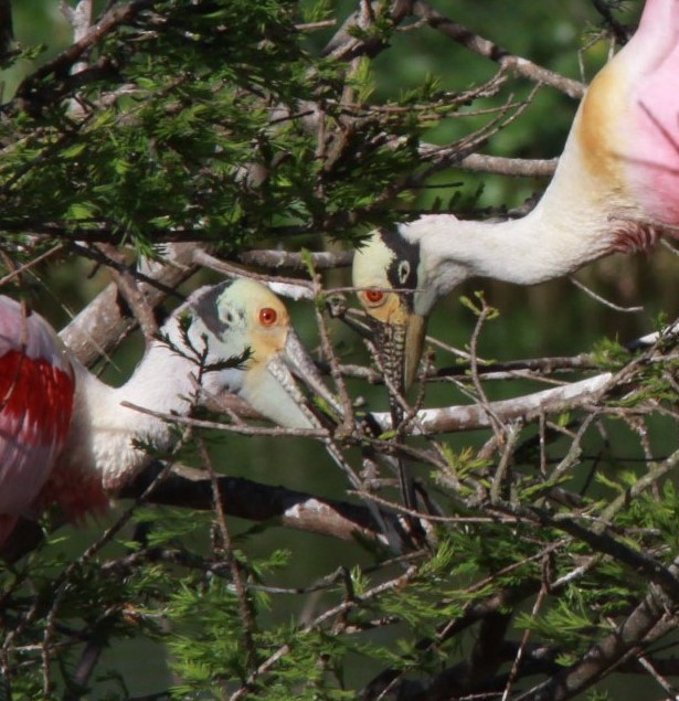 Roseate Spoonbill - David Henderson