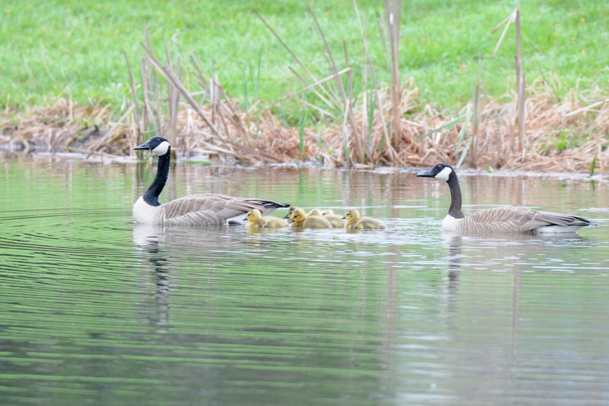 Canada Goose - ML153070491