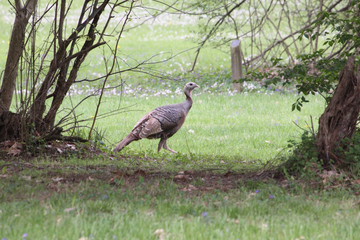 Wild Turkey - ML153070591