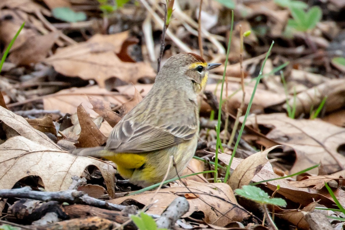 Palm Warbler - ML153070641