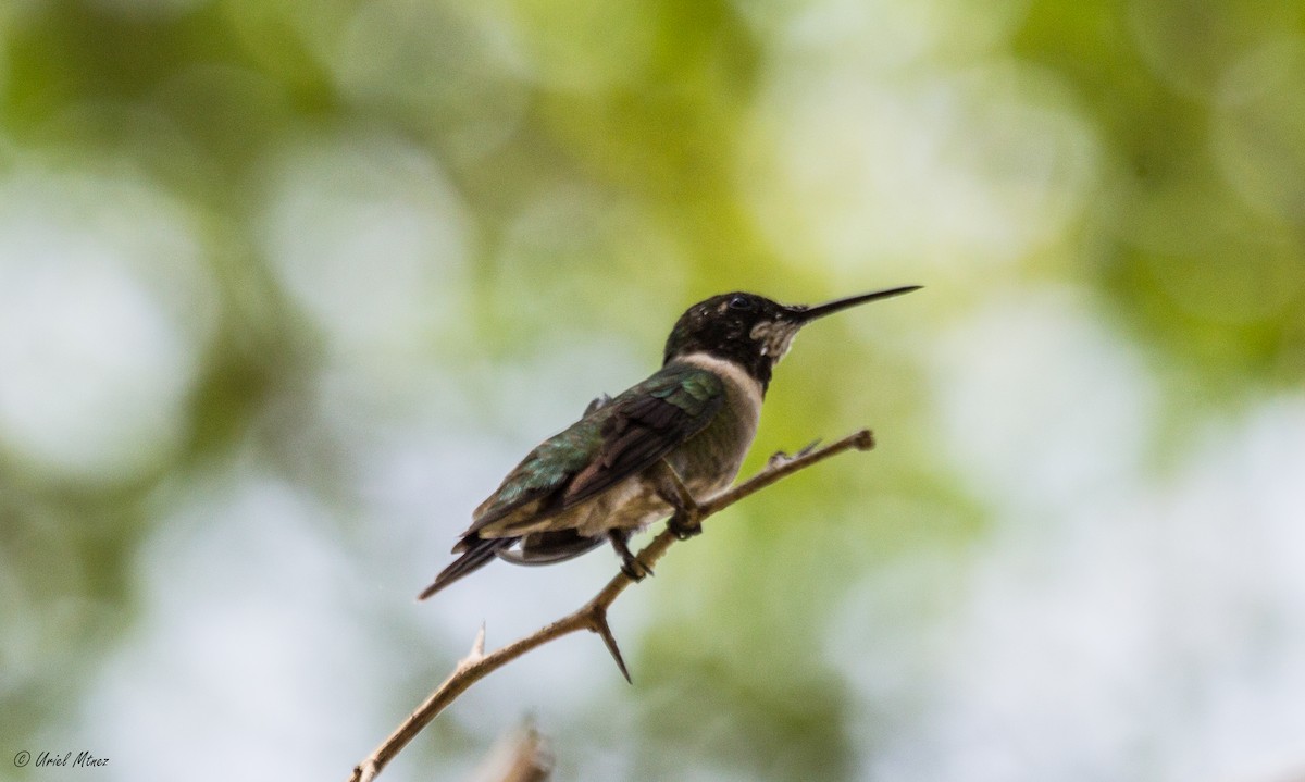 Colibrí Gorjirrubí - ML153071271