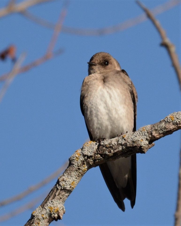 Northern Rough-winged Swallow - ML153071281