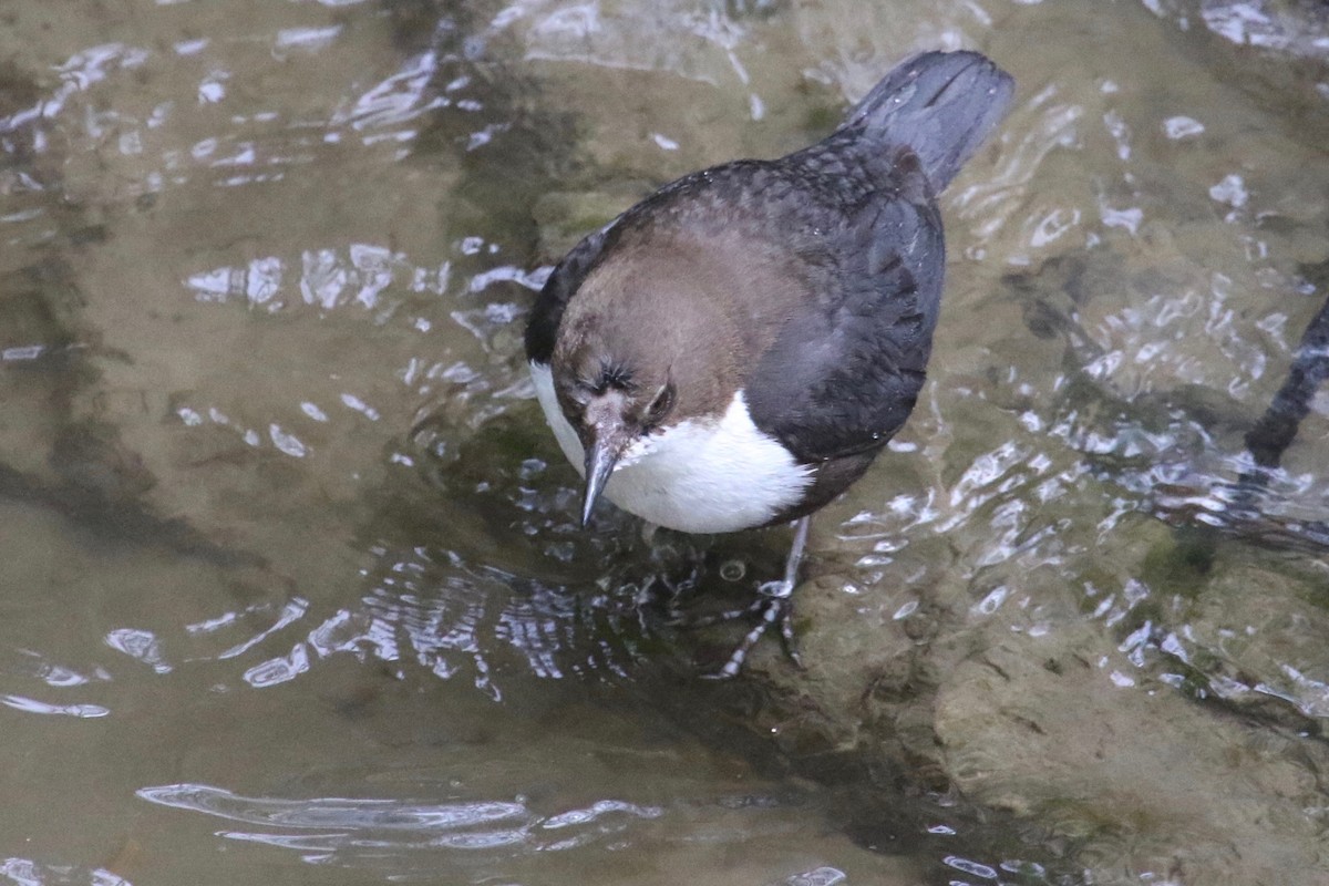White-throated Dipper - Gil Ewing