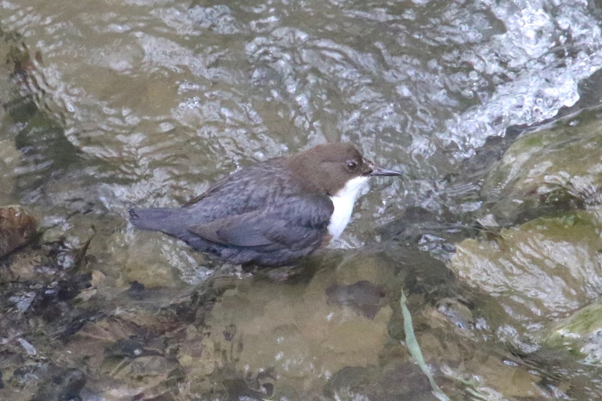 White-throated Dipper - Gil Ewing