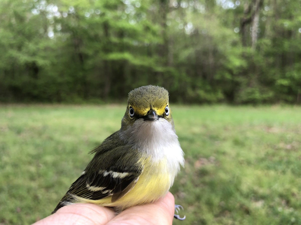 White-eyed Vireo - ML153074191