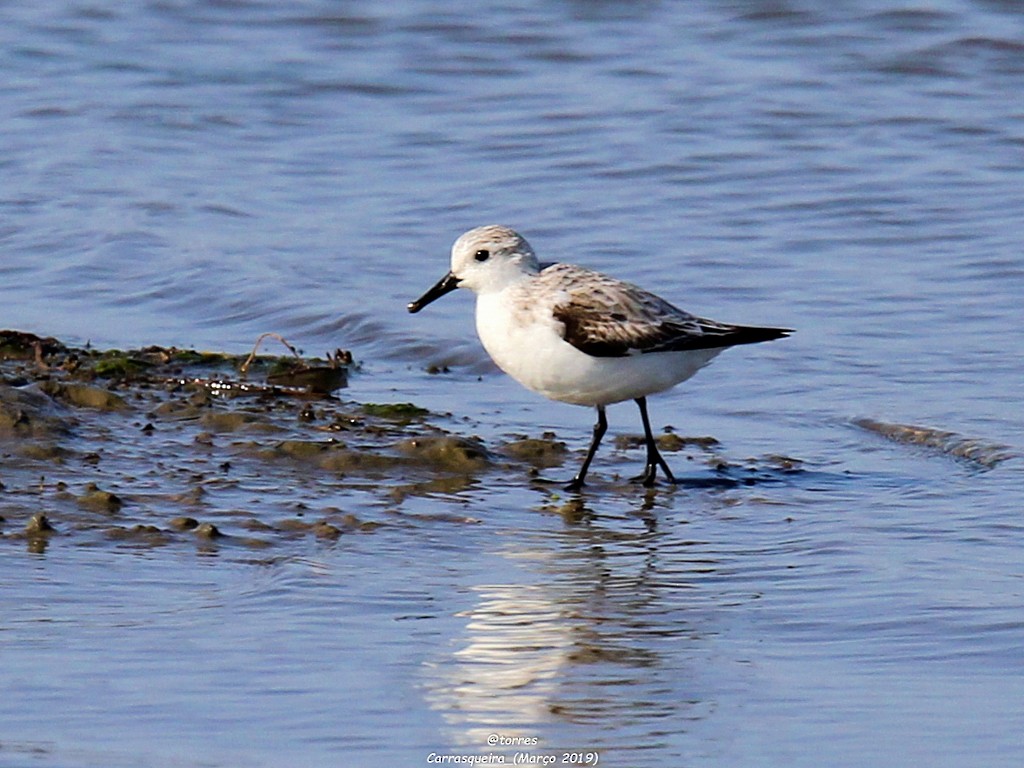 Sanderling - ML153074821