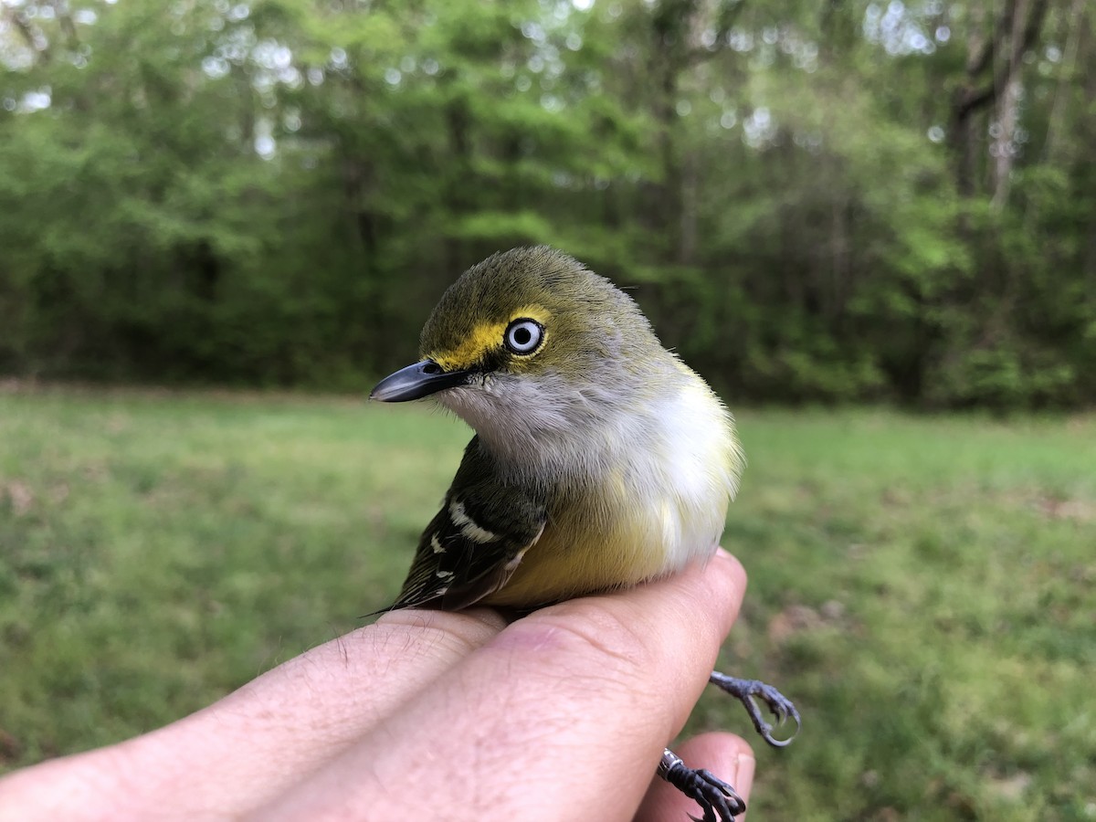 White-eyed Vireo - Strawberry Plains  Audubon Center