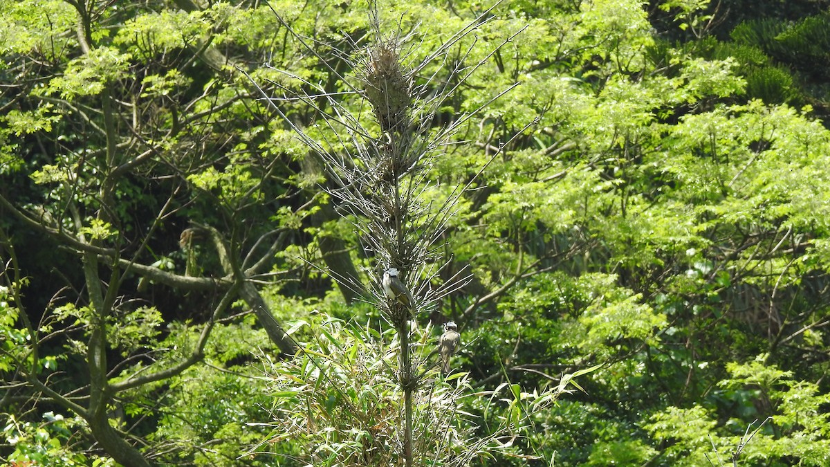 Light-vented Bulbul (sinensis) - ML153075861