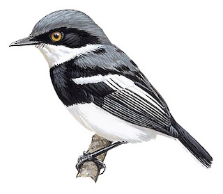 Dark Batis