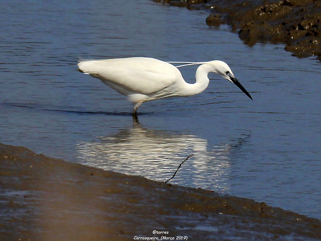 Little Egret - ML153076521