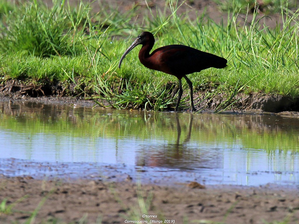 Glossy Ibis - ML153077211