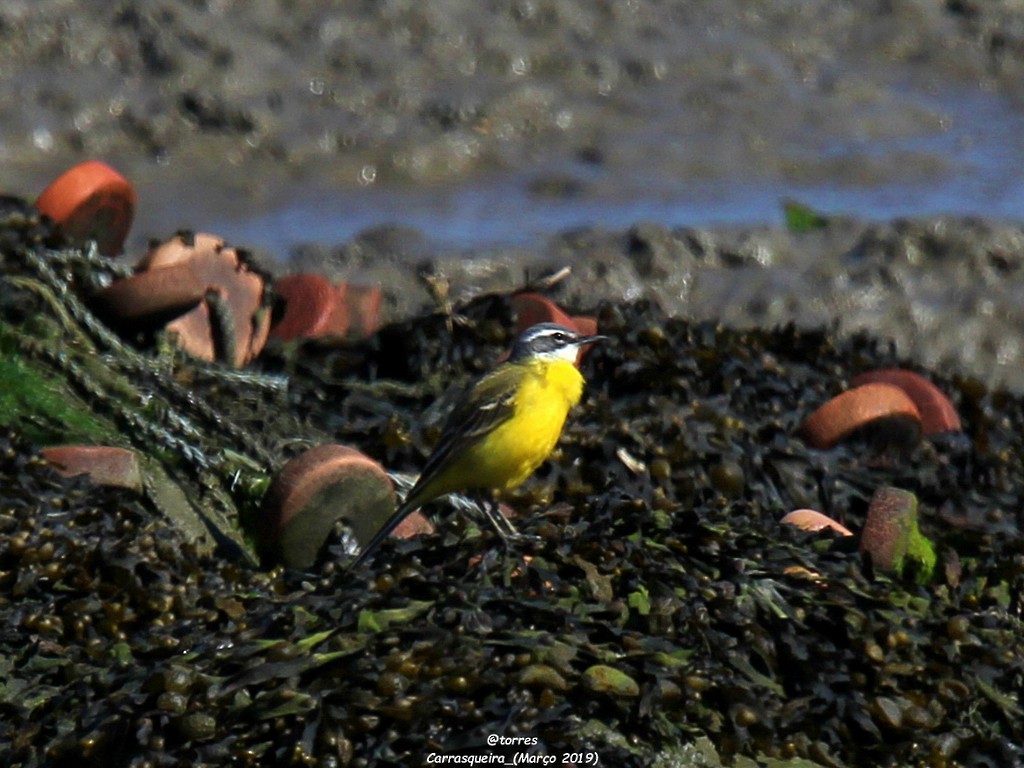 Western Yellow Wagtail - ML153077891