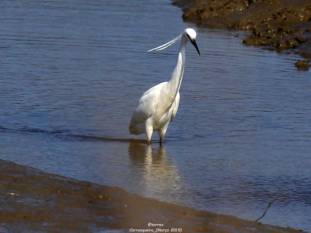 Little Egret - ML153078231