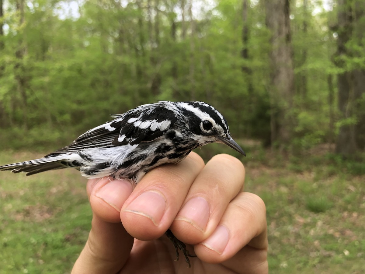 Black-and-white Warbler - ML153078251