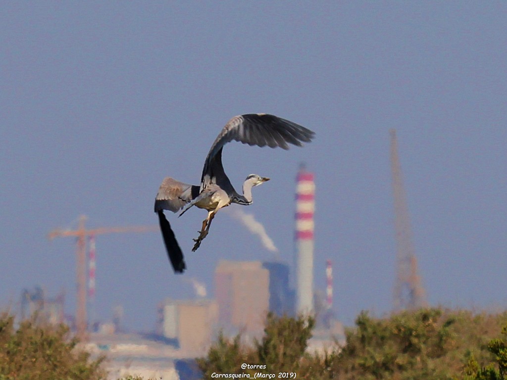 Gray Heron - ML153078411