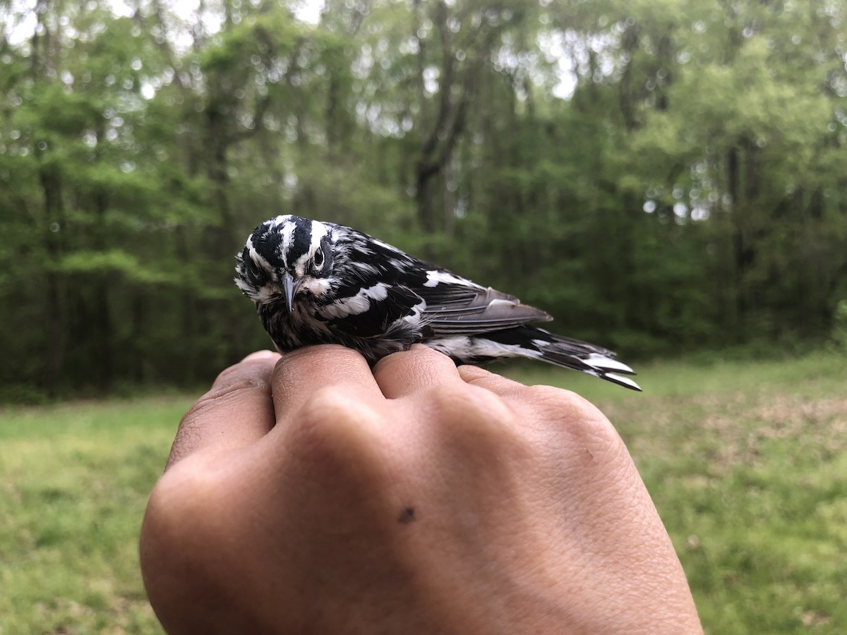 Black-and-white Warbler - ML153078581