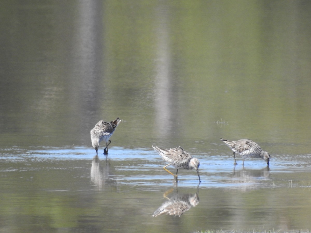 Stilt Sandpiper - Charles Donnelly