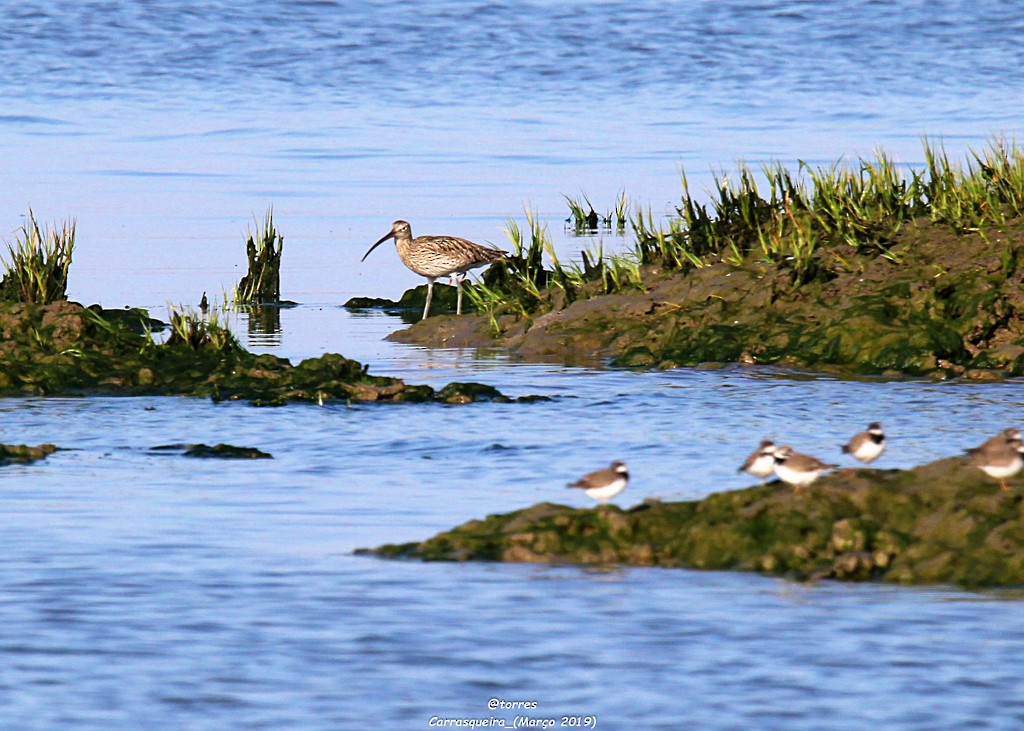 Eurasian Curlew - ML153079291