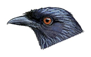 Greater Racket-tailed Drongo - Dicrurus paradiseus - Birds of the World
