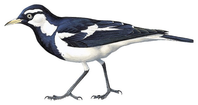 Magpie-lark - Grallina cyanoleuca - Birds of the World