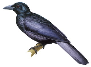 Glossy-mantled Manucode - Manucodia ater - Birds of the World