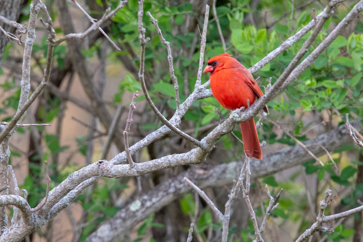 Northern Cardinal - ML153089631