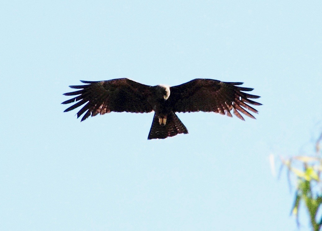 Black Eagle - Ains Priestman