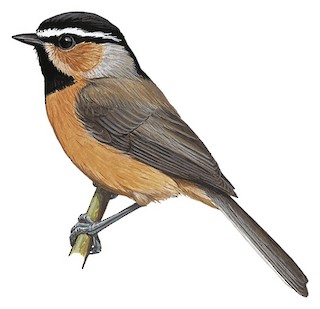 Paridae - Tits, Chickadees, and Titmice - Birds of the World