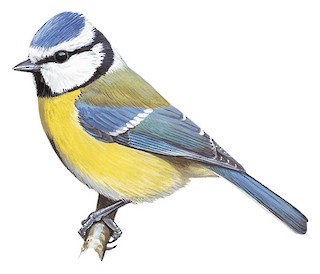 Paridae - Tits, Chickadees, and Titmice - Birds of the World