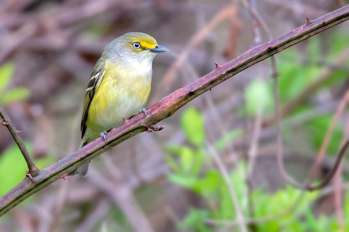 White-eyed Vireo - Brad Imhoff