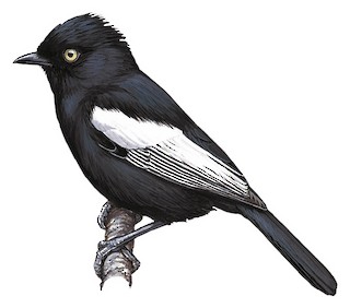 Paridae - Tits, Chickadees, and Titmice - Birds of the World
