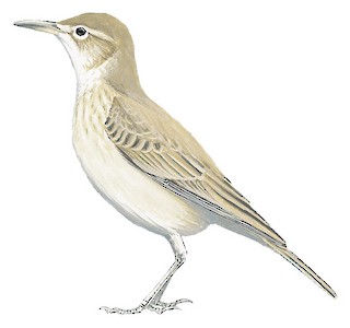Lesser Hoopoe-Lark - Alaemon hamertoni - Birds of the World