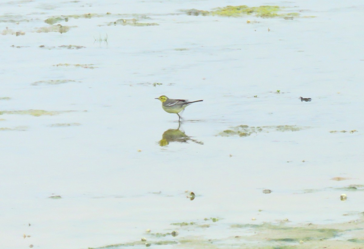 Citrine Wagtail - ML153094661