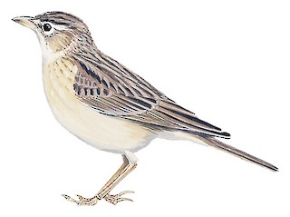 Fawn-colored Lark - Calendulauda africanoides - Birds of the World