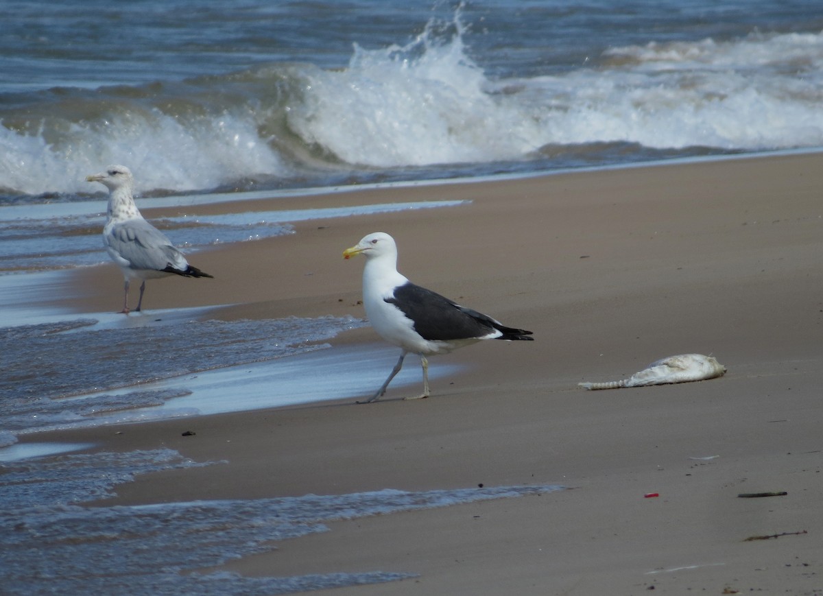 Kelp x American Herring Gull (hybrid) - ML153095541